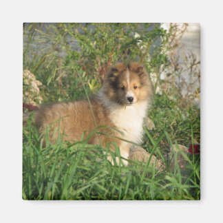 シェットランド・ シープドッグの子犬が草と花の磁石に立って マグネット