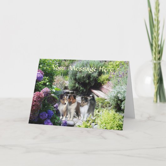 シェットランド・シープドッグの挨拶状 カード (正面)