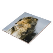 シェットランド・シープドッグの眺め タイル (側面)