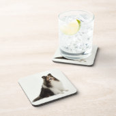 シェットランド・シープドッグの組合せ及びマッチのコースター コースター (右側)