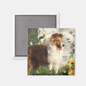 シェットランド・ シープドッグの花マグネット マグネット (正面/裏面)