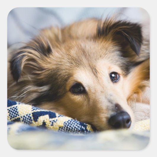 シェットランド・ シープドッグシール スクエアシール (正面)