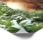 シェットランド・ シープドッグプリント ポスター (角)