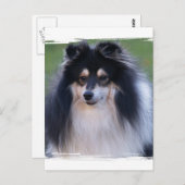 シェットランド・ シープドッグ写真はがき ポストカード (正面/裏面)