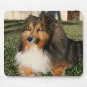 シェットランド・シープドッグ犬のマウスパッド マウスパッド