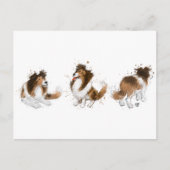 シェットランド・ シープドッグ3ポーズを保護 ポストカード (正面)
