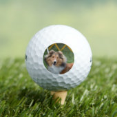 シェットランド・ シープドッグ ゴルフボール (インサイチュ 木)