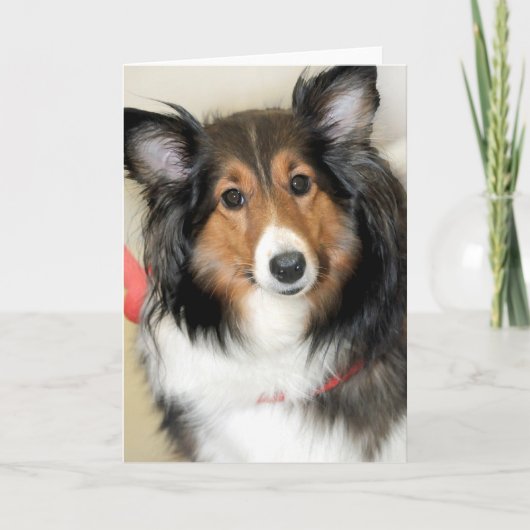 シェットランド・シープドッグ(シェットランド・シープドッグ)の挨拶またはメッセージカード カード (正面)