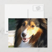 シェットランド・ シープドッグ ポストカード (正面/裏面)