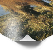 シェットランド・ポニー本土シェットランド諸島 フォトプリント            (角)