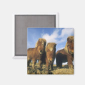 シェットランド・ポニー本土シェットランド諸島 マグネット (正面/裏面)