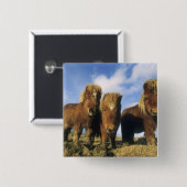 シェットランド・ポニー本土シェットランド諸島 缶バッジ (正面&裏面)