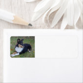 シェットshp白黒タンをフルに敷設 ラベル (インサイチュ)