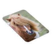 シェトランドポニー島のウンスト マグネット (右側)