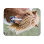 シェトランドポニー島のウンスト マグネット (横)