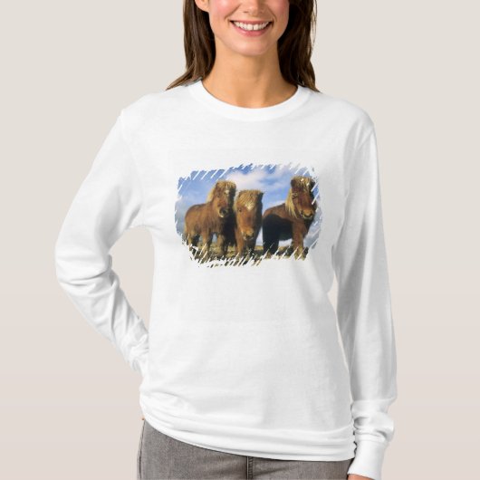 シェトランドポニー、シェトランド諸島本土、 Tシャツ (正面)