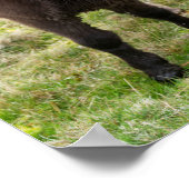 シェトランドポニー、シェトランド諸島、スコットランド3 ポスター (角)