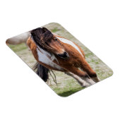 シェトランドポニー、シェトランド諸島 マグネット (右側)