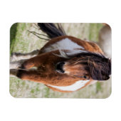 シェトランドポニー、シェトランド諸島 マグネット (横)