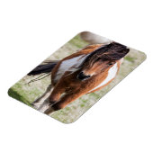 シェトランドポニー、シェトランド諸島 マグネット (左側)