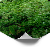 シェトランドポニー ポスター (角)