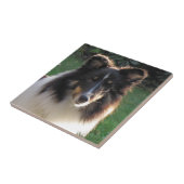 シェトランド諸島の牧羊犬 タイル (側面)