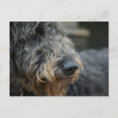 シェパドドルドッグフォトポートレート ポストカード (正面)