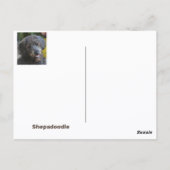 シェパドドルドッグフォトポートレート ポストカード (裏面)