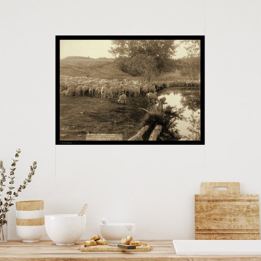 シェパードとフロックのサウスダコタ1891 ポスター (キッチン)