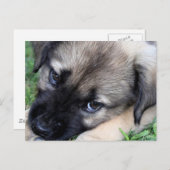 シェパードの子犬　写真　ポストカード ポストカード (正面/裏面)