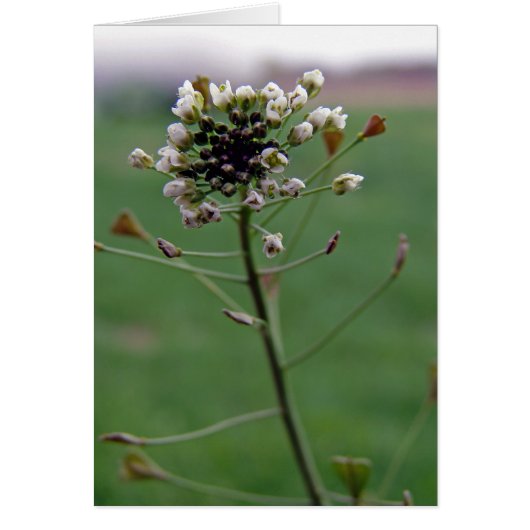 シェパードの財布 (正面)