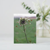 シェパードの財布 ポストカード (スタンド正面)