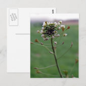 シェパードの財布 ポストカード (正面/裏面)