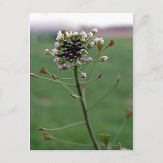 シェパードの財布 ポストカード (正面)