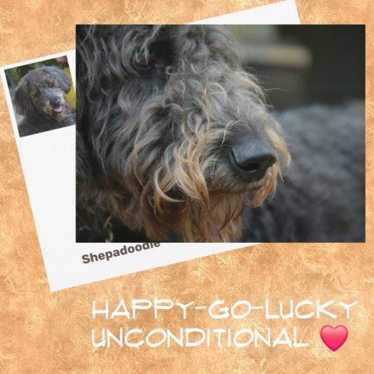 シェパードゥードルの犬の写真肖像 ポストカード