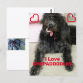 シェパードゥードル ポストカード (正面/裏面)