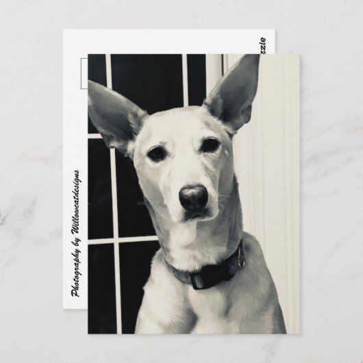 シェパードミックスドッグフォトポストカード ポストカード (正面/裏面)