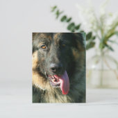 シェパード絵葉書 ポストカード (スタンド正面)