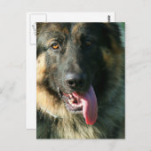 シェパード絵葉書 ポストカード (正面/裏面)