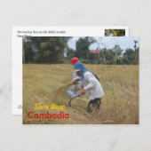 シェムリアップ以外の畑で稲刈りをする ポストカード (正面/裏面)