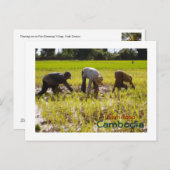 シェムリアップ州プリー・クメング村で田植え ポストカード (正面/裏面)