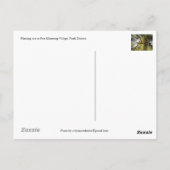 シェムリアップ州プリー・クメング村で田植え ポストカード (裏面)