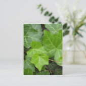 シェルの写真 ポストカード (スタンド正面)