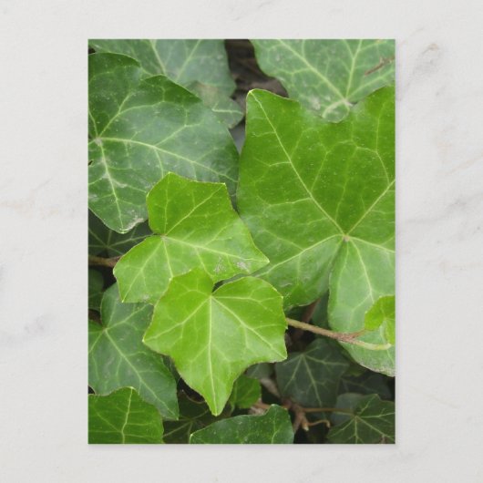 シェルの写真 ポストカード (正面)