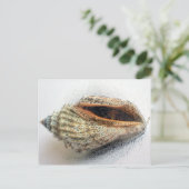 シェルはがき ポストカード (スタンド正面)