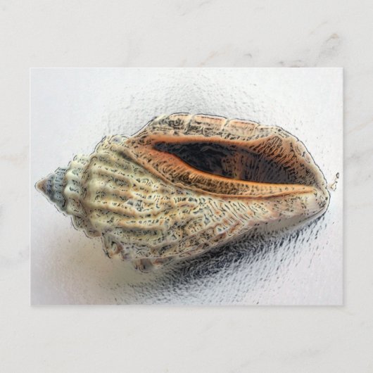 シェルはがき ポストカード (正面)