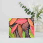 シェルカラフル自然収穫種鞘 ポストカード (スタンド正面)