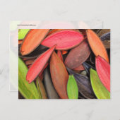 シェルカラフル自然収穫種鞘 ポストカード (正面/裏面)