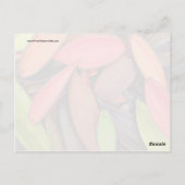 シェルカラフル自然収穫種鞘 ポストカード (裏面)