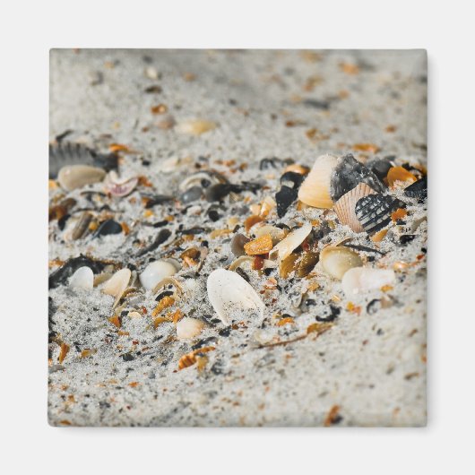 シェルキャッシュ マグネット (正面)